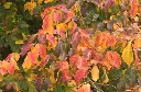 Parrotia persica -aut-1.webp