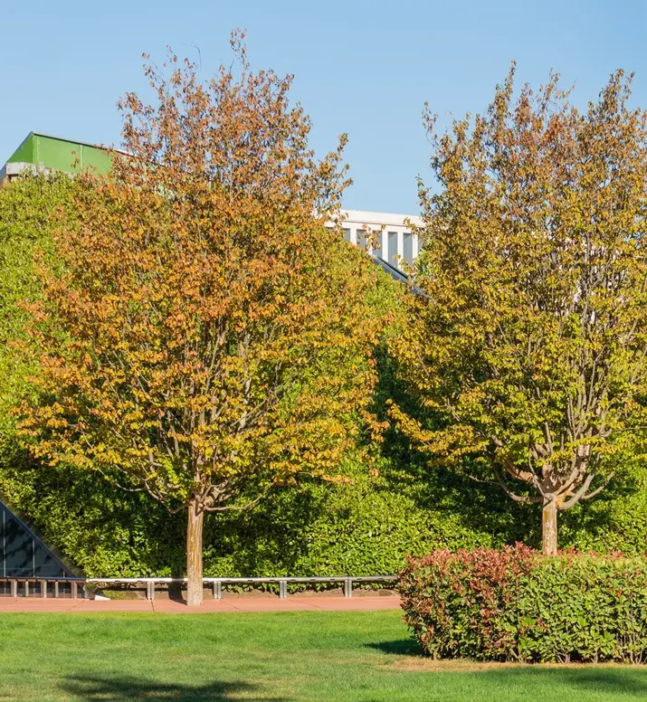 Parrotia persica-AdobeStock_1080369461.webp