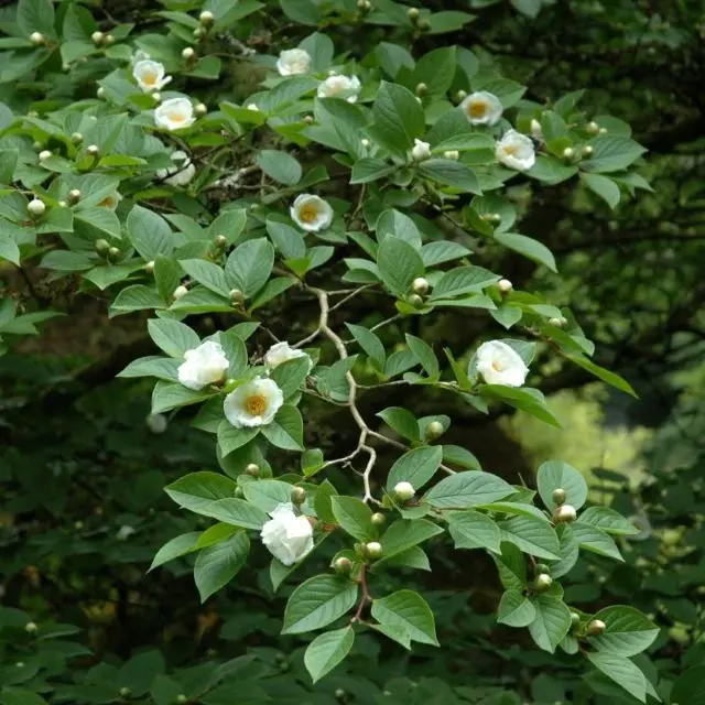 Stewartia pseudocamellia-fl.webp