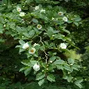 Stewartia pseudocamellia-fl.webp