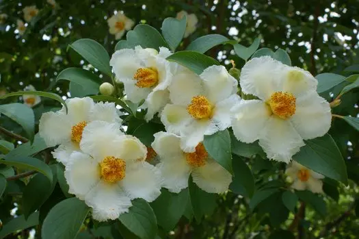Stewartia pseudocamellia-fleurs.webp
