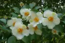 Stewartia pseudocamellia-fleurs.webp