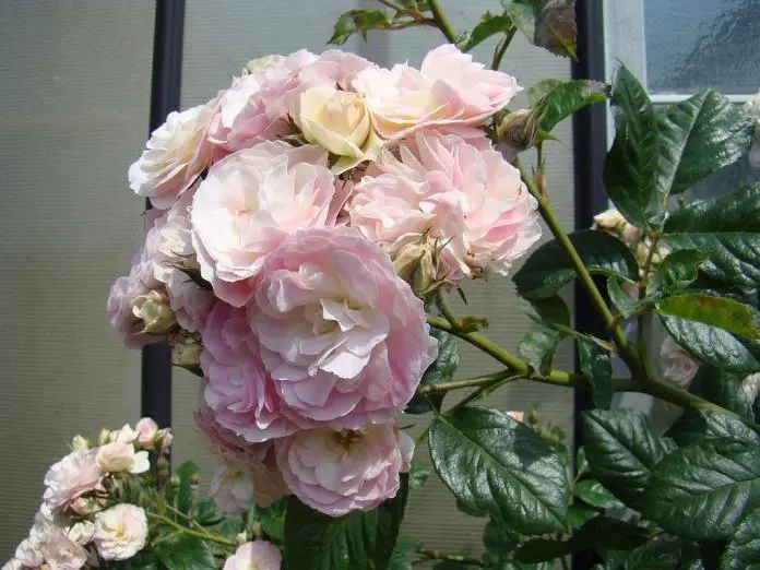 Bouquet Parfait ® -3.webp