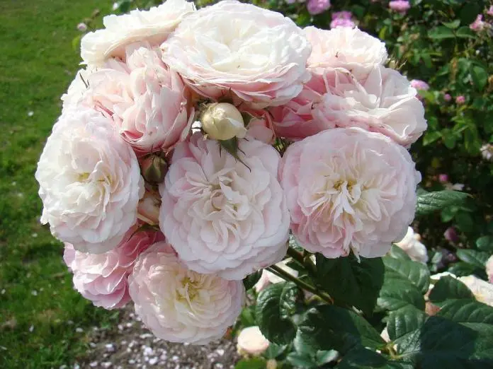 Bouquet Parfait ® -1.webp