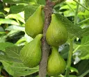 Ficus carica Dame Blanche.webp