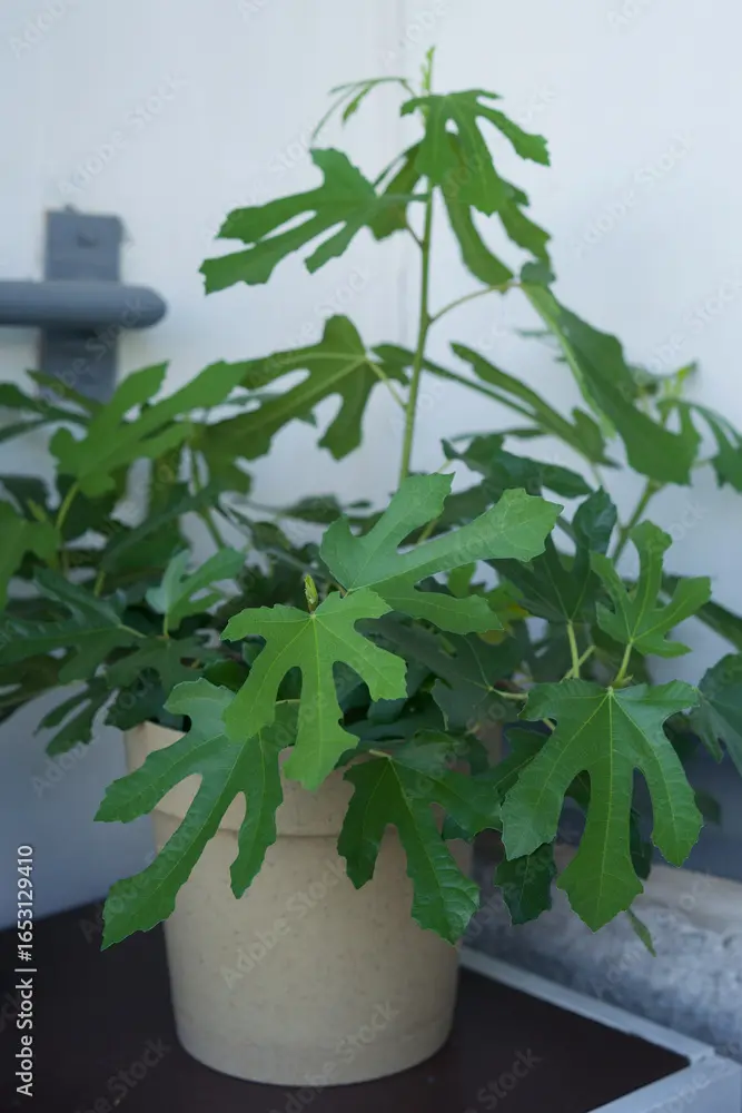 Ficus carica miss figuy.webp