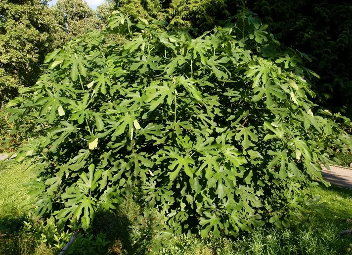 Ficus carica Ice Crystal-AdobeStock_306587188.webp