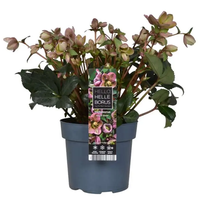 helleborus angel glow.webp