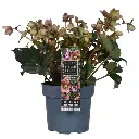 helleborus angel glow.webp