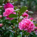 -camellia-debbie-AdobeStock_423147877.webp