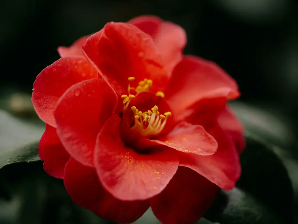 unsplash_ShzYaswvGVM_Camellia japonica.webp