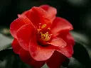 unsplash_ShzYaswvGVM_Camellia japonica.webp