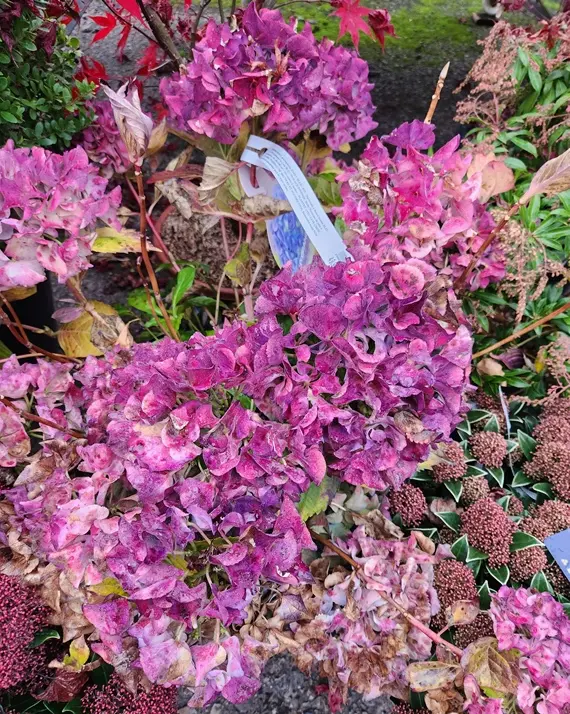 Hydrangea mac. Early Blue-20251114_151626.webp