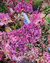 Hydrangea mac. Early Blue-20251114_151626.webp