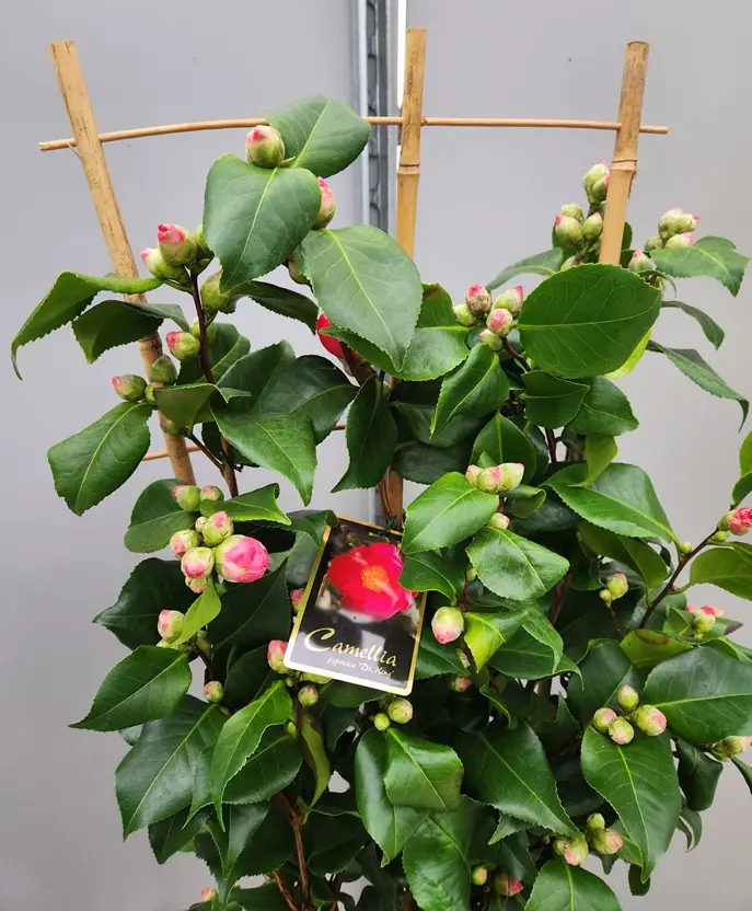 camellia-dr-king-paliss-20251213_101316 (1).webp