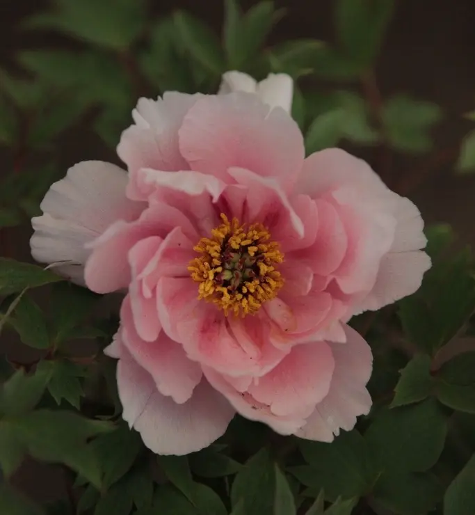 Paeonia suff rou fu rong-2.webp