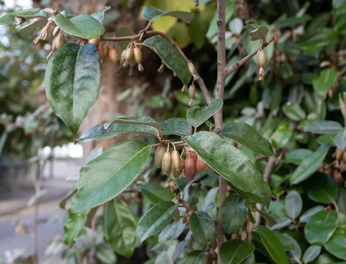 Elaeagnus ebbingei-AdobeStock_542083804.webp