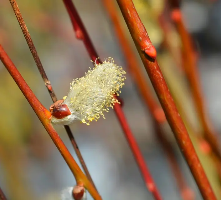 Salix caprea Kilmarnock-AdobeStock_525800122.webp
