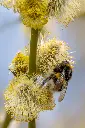 Salix caprea Kilmarnock-AdobeStock_257175691.webp