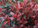 photinia-carre-rouge--AdobeStock_649303559.webp