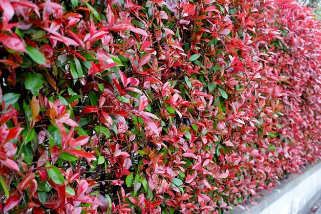 photinia -AdobeStock_1379862863.webp