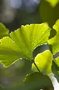 unsplash_f1L7cxdldYQ_Ginkgo biloba.jpg.jpg.webp