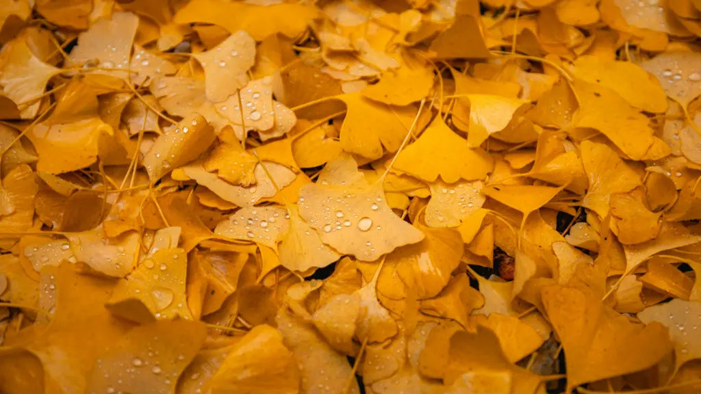 unsplash_Dt7C--Dm9OA_Ginkgo biloba.jpg.webp