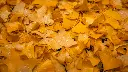 unsplash_Dt7C--Dm9OA_Ginkgo biloba.jpg.webp
