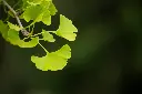 unsplash_ncIPBMmeBPU_Ginkgo biloba.webp