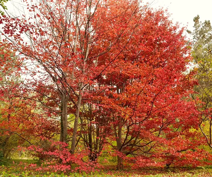 Parrotia persica-AdobeStock_1765867088.webp