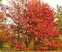 Parrotia persica-AdobeStock_1765867088.webp