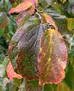 Parrotia persica -aut.webp