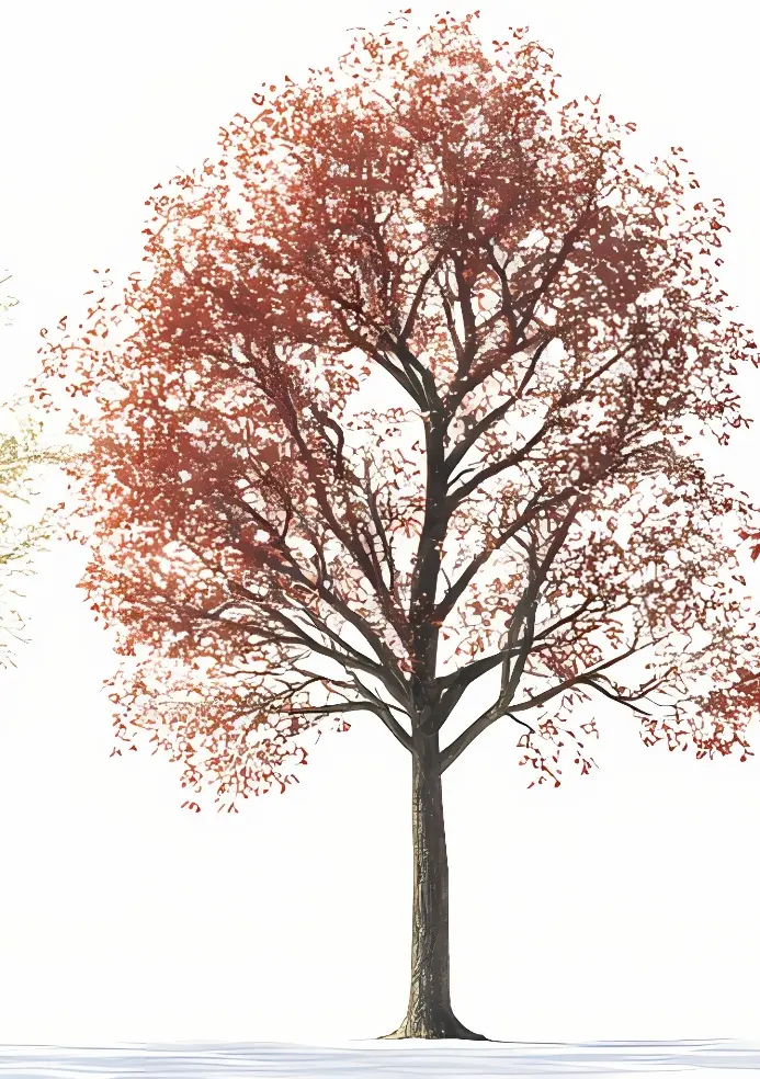 Parrotia persica 20 25-AdobeStock_1161279852.webp