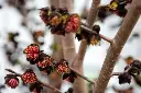 Sycoparrotia semidecidua Automno Rosso-fle.webp