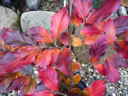 Sycoparrotia semidecidua Automno Rosso-1.webp