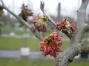 Parrotia persica -fleurs.webp