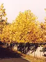 Platanus acerifolia-aut.webp