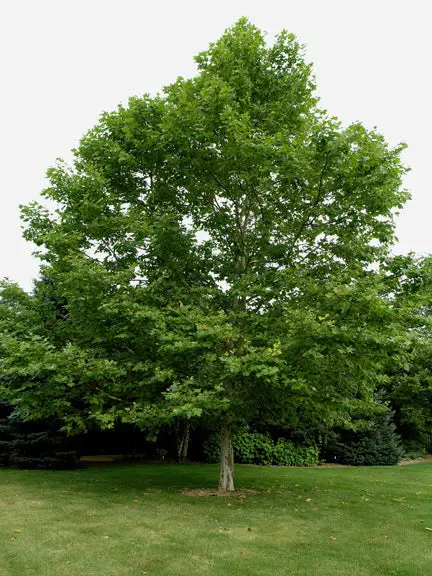 Platanus acerifolia.webp