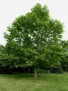 Platanus acerifolia.webp