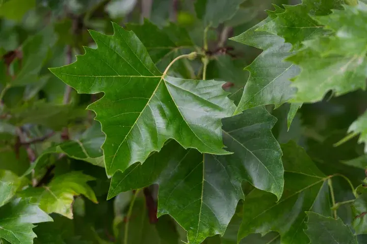 Platanus acerifolia-feuill.webp