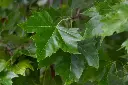 Platanus acerifolia-feuill.webp
