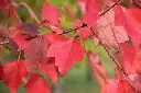Acer rubrum Summer Red-aut.webp