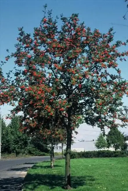 Sorbus aucuparia.webp