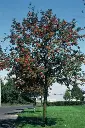Sorbus aucuparia.webp