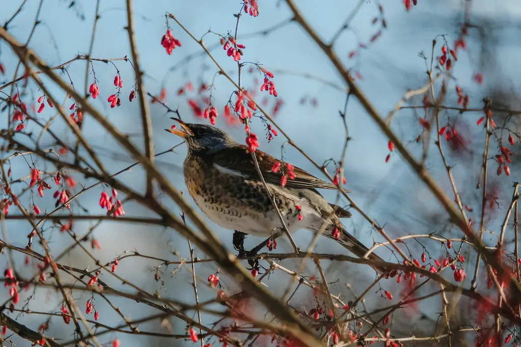 unsplash_r6GMPMJzRf8_sorbus.webp