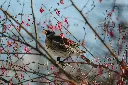 unsplash_r6GMPMJzRf8_sorbus.webp