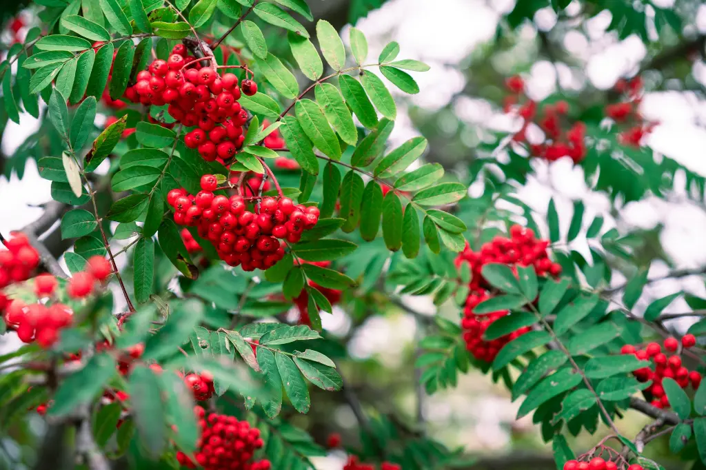 unsplash_M-RP1h7IBWo_sorbus.webp
