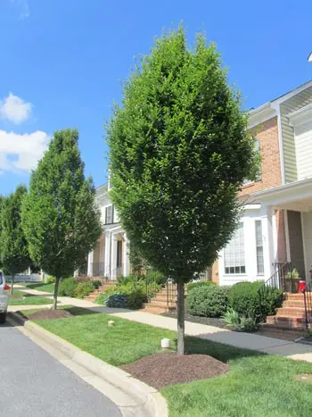 Carpinus betulus Fastigiata.webp