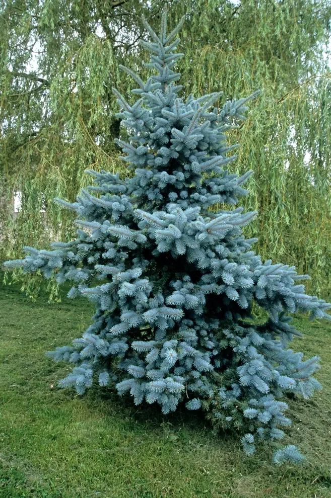 Picea pungens Blue Diamond-AdobeStock_141818041.webp