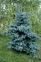 Picea pungens Blue Diamond-AdobeStock_141818041.webp